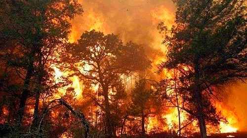 Queimadas e incêndios florestais
